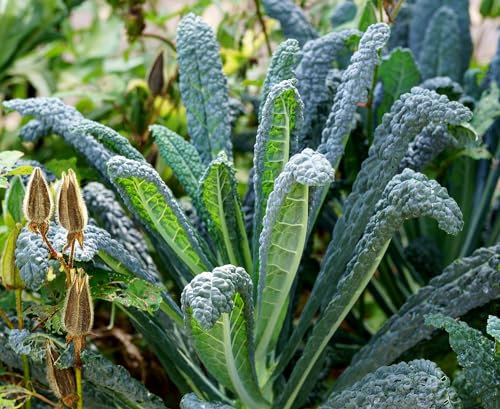 Dinosaurier-Grünkohl - Kale Lacinato - Nero di Toscana - 100 Samen