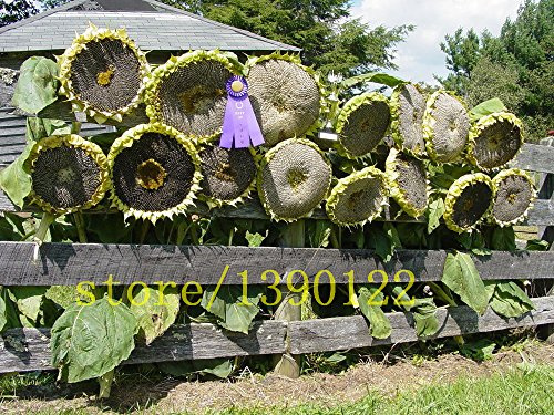 20 pezzi semi di girasole gigante giganti grandi semi di fiori di girasole nero russo semi di girasole per il giardino di casa