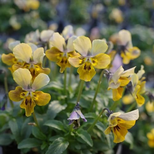 semi di viola del pensiero resistenti per giardino esterno roccioso letto rialzato 250pcs