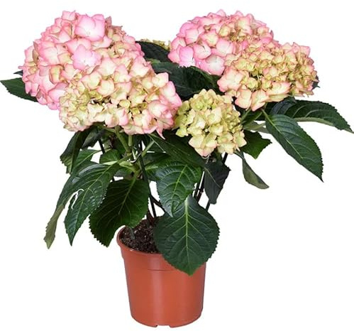 Hydrangea Rosa – Hortensia – Planta Natural con Flores Exuberantes Fácil de Cuidar