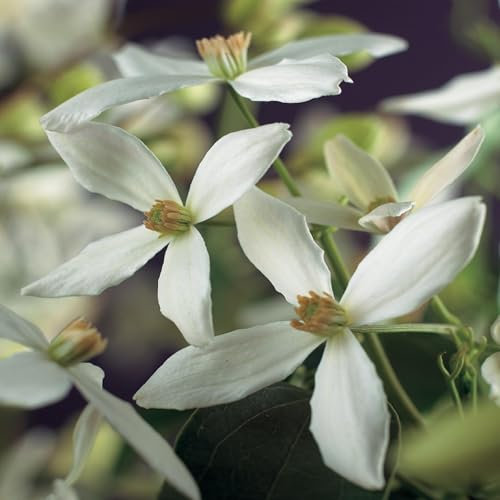 GreenboutiQ - Kletterpflanze - Clematis armandii - Blüte Weiß - Immergrün - Wenig Pflege - 1 Pflanze Topf 11cm Höhe 40cm
