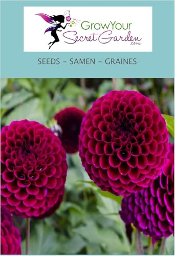 Dahlia balle MIx - magnifique ajout au jardin