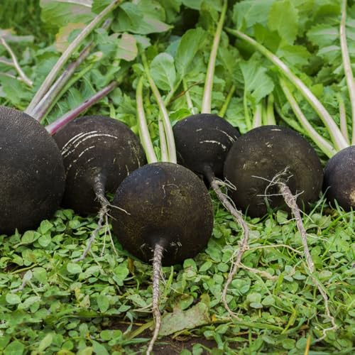 semillas de rábano, rábano daikon decoración de sala estar jardín, resistentes, vida en Parterres elevados el jardín balcón invernadero 100pcs