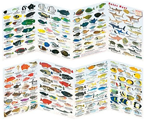 Fischfaltblatt Fischbestimmungskarte Faltblatt zur Fischbestimmung Mittelmeer, Süßwasser, Rotes Meer (Rotes Meer)