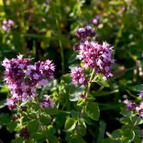 mejorana - Origanum majorana - Cultivo de hortalizas de invierno orgánicas cubrir el suelo Semillas, resistentes en contenedores. jardín interior 160semillas