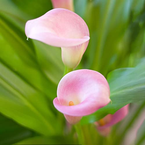 bulbi di calla - Zantedeschia - decorazioni giardino in vaso 6pcs