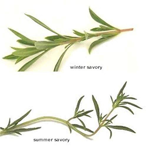 VISA STORE 10000 Graines 1000 sarriette Graines Cultivez votre propre ez grandir CombSH L15