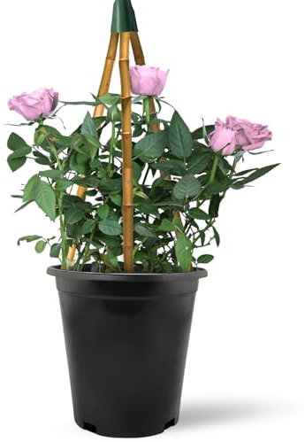 Climbing Rose in 2 Litre Pot - Golden, Pink, Red, White and Orange - Excellent Rose for Walls, Pillars Trellises and Arches (Pink)