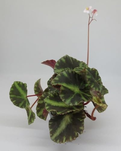 florari Begonia cleopatrae/Cleopatra Begonie