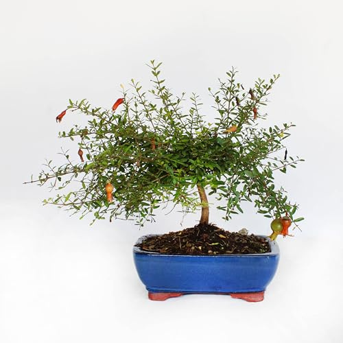KENTIS - Bonsai di Melograno - Punica Granatum - Piante Vere da Frutto da Esterno - Giardino Balcone Terrazzo - H 25-35 cm Vaso in Ceramica 21 cm