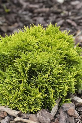 Thuja occidentalis 'Mirjam' 15-20 cm – Winterhart, Immergrün, Pflegeleicht – Lebensbaum – Kübelpflanze für Terrasse & Garten