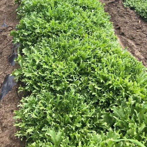 comprare indivie Aiule rialzate per il giardino semi di indivia Acquista piantine di invernali decorazioni da giardino per esterni Coltivazione rampicanti 150semi