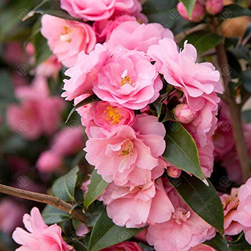 GardenersDream Camellia Williamsii 'Spring Festival' Plant - Outdoor Garden Ready Flowering Shrub - Evergreen Hardy Shrub - Beautiful Outdoor Plant for Garden, Patio (9cm Pot, 20-30cm)