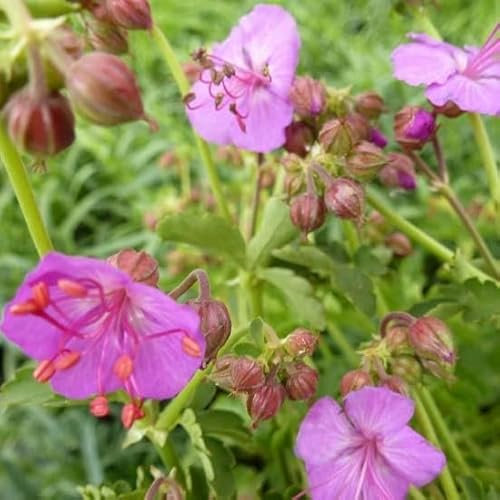 6x Géranium vivace rhizomateux 'Olympos - Geranium macrorrhizum ‘Olympos’ - Godet 9x9cm