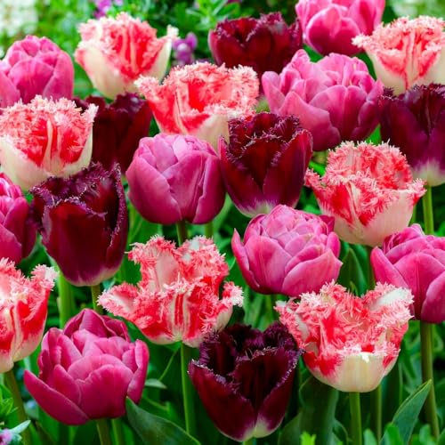 Bulbes de tulipes Collection Rose et Rouge (25 pièces) mélange exclusif de tulipes de Hollande, vivaces et résistantes au froid pour le jardin, le balcon (gros bulbes, pas de graines, non artificiel)