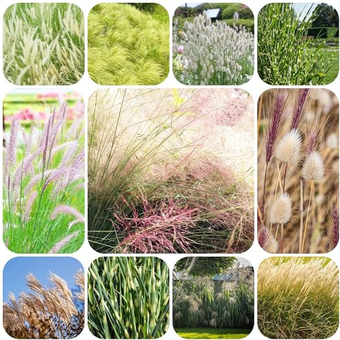 semillas resistentes de césped ornamental Decoración de balcones plantas en maceta resistentes al invierno plantas exóticas, Césped de jardín variedades antiguas de macetas 450pcs
