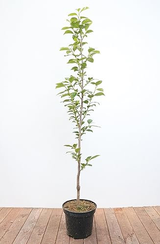 Diospyros kaki 'Ernesto' 125-150 cm - Kaki, orangefarbene Früchte, Erntezeit Oktober-November, ideal für Kübel, winterhart und pflegeleicht