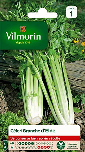 VILMORIN - Céléri Branche d'Elne - Fort rendement - Peu calorique et diététique - Excellente qualité gustative - côtes Rondes et très charnues -