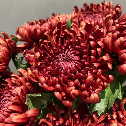 Chrysanthemen - für sonnige plätze wildblumen sommerblumen seltene gartendeko für draußen 50Samen