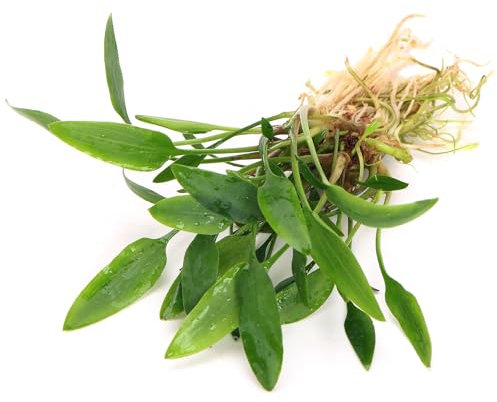 K2AQUA Cryptocoryne Nevellii Live Aquarium Plant Compact Bright Green Lance-Shaped Leaves Easy Care Low Light Foreground Midground Freshwater Tropical Tank Natural Decoration