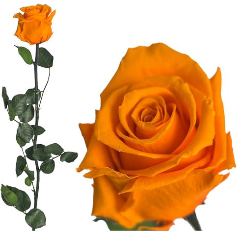 Ewige Rose 50cm, Konservierte Rose mit Stiel Gypsy Rose - Rote Rosen, gefriergetrocknet, haltbare Rosen, Heiratsantrag Deko, infinity rosen, Rose Rot Rose künstlich Ewig blühende Rose (Orange)