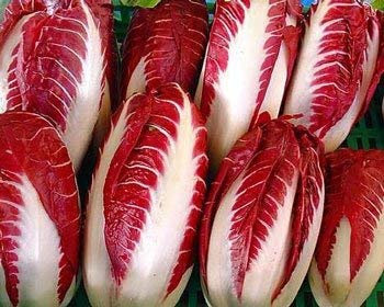 200 Semi di Radicchio di Treviso Rossa - Cichorium intybus