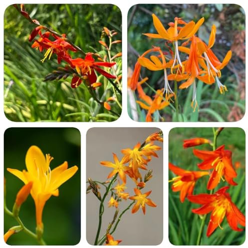 250 pcs Montbretien Pflanze Samen - wildblumensamen bienenwiese saatgut Crocosmia crocosmiflora - schmetterlinge züchten, samen winterhart blumensamen geschenk deko pflanze wildblumenwiese