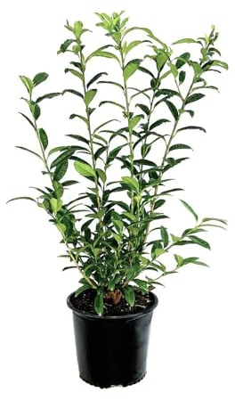 Cherry Laurel Shrub, 7 gal. Nursery Pot, 4-5 ft. Tall (Due to Agricultural Laws, we Cannot Ship to CA, AZ, AK, or HI)