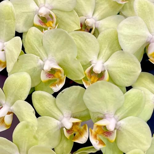 Semi di Phalaenopsis - esotiche Semi di orchidea Phalaenopsis per luoghi soleggiati semi di campo decorazione del giardino 30pcs