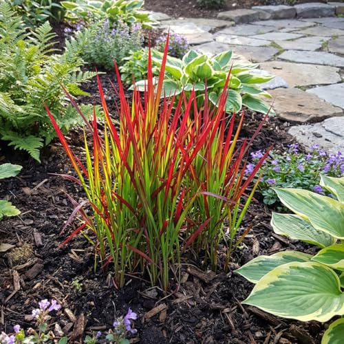 Bloomique - Set di 6 - Imperata Cylindrica Red Baron - Pianta Ornamentale del sangue giapponese - Pianta Ornamentale ornamentale - Resistente al freddo invernale - Perenne alta 10-20 cm - Vaso 9 cm