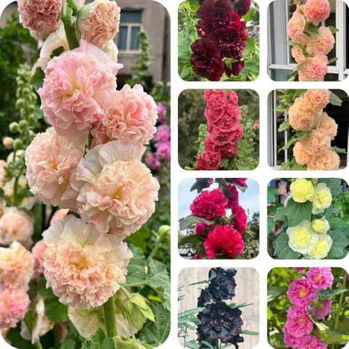 Comprar semillas de malvarrosa, para invernaderos, balcones y jardín perennes resistentes Decoración, 1000pcs
