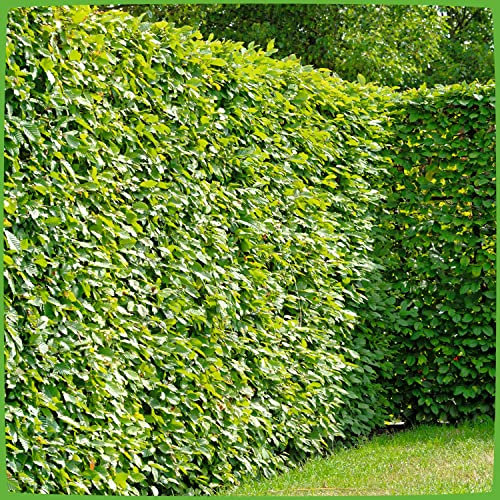 Garten-Schlüter® Hainbuche/Weißbuche Hecke, 60-80 cm geliefert im Container - Carpinus betulus als Laubhecke - schnellwachsend, schnittverträglich, winterhart - Heckenpflanze Hainbuchenhecke