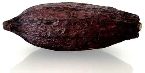 Kakaoschote XXL 12-15 cm braun Kakao Frucht Riesenfrucht echt und getrocknet | nur für Deko