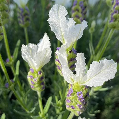 semi di lavanda, tappezzanti in vaso rialzata biologici per esterno d'appartamento esotiche giardino roccioso decorazioni esterni 50pcs