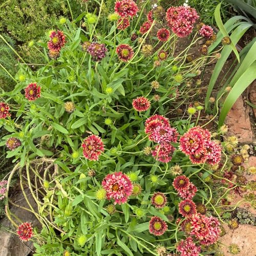 Semillas de Gaillardia pulchella, cobertura del suelo de manta perenne resistente para lugares soleados semillas para camas elevadas decoración regalos sostenibles 200pcs