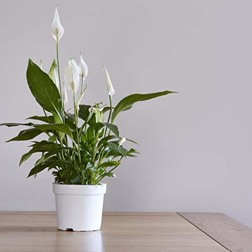 Spathiphyllum Peace Lily 'Alana' | 45-50cm Tall | Air Purifying | Low Maintenance
