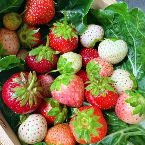 fresas semillas de fresa de fresa Semillas decoración jardín al aire libre. lecho elevado frutas balcón resistentes Setos, 200Semillas