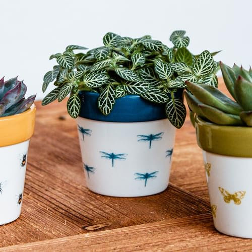 Ivyline Maceta, cerámica, libélula, 7 x 7 cm