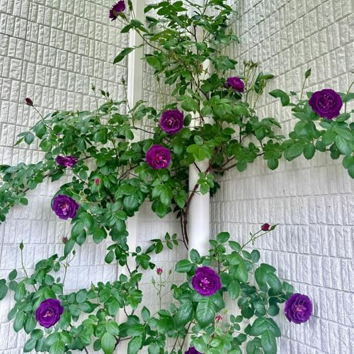 rosal - Rosa chinensis - Cubresuelos resistentes invernaderos de balcón con, exóticas interior invernadero 600semillas