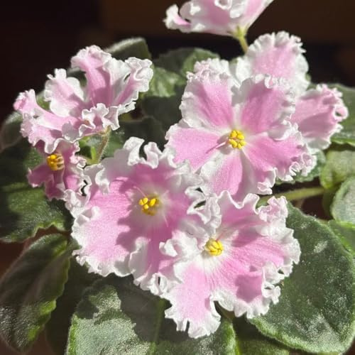 usambaraveilchen - exotische zimmerpflanzen hochbeet dekoration wohnzimmer garten gartendeko für draußen kletterpflanzen schnittblumen zimmerbonsai gartenpflanzen gewächshaus balkon 1000samen