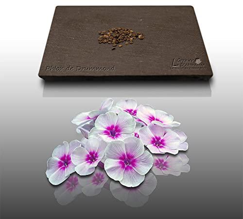 100 graines Fleurs à semer - Le Grenier d'Abondance - PHLOX de Drummond à grande fleur - Phlox drummondii