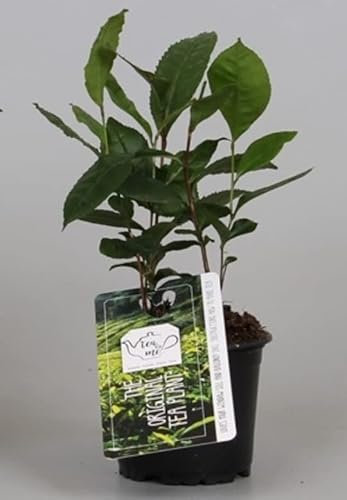 Camellia Sinensis Live Tea Evergreen Plant in 10.5CM Pot Approx 20-25 cm Tall Grow Your Own Tea