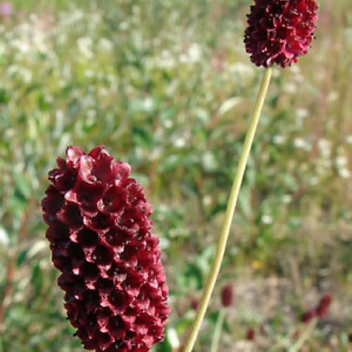 semillas de la reina, cobertura del suelo Sanguisorba officinalis, resistentes jardín rocas resistentes Decoración jardín para 20pcs