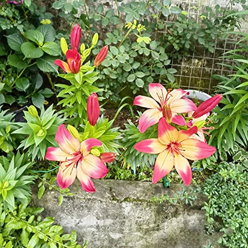 bulbi di giglio - balcone del soggiorno giardino Aiuole rialza 3pcs