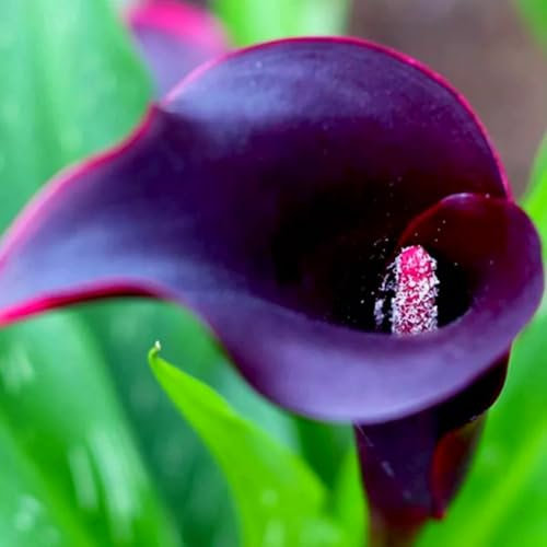 Auffällige Calla-Lilie, seltene Farbe, winterharte Qualitätszwiebel, mehrjährige Pflanze, Garten- und Innendekoration, kann eingetopft werden-2 zwiebeln-A