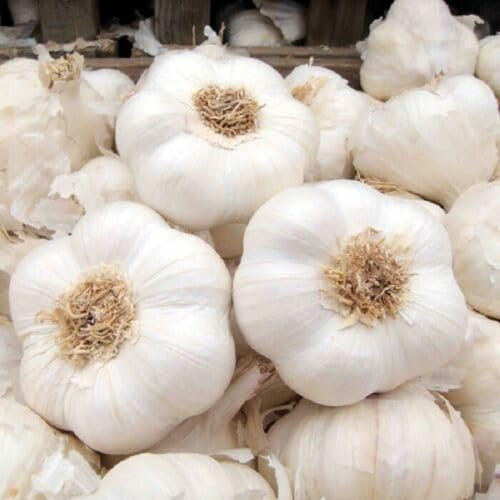 Buy4seeds Solent Wight 50Pcs Seed Wight Garlic Strong Flavoured British Garlic Cloves Simple to Grow