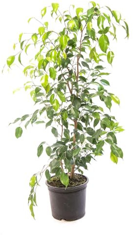 Árbol de Interior Ficus Benjamina Natural con Altura de 100cm y Maceta de 17cm