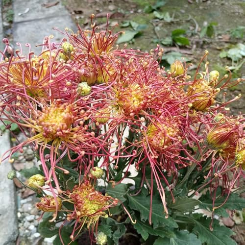 chrysanthemen, deko bodendecker winterhart bio garten 750samen