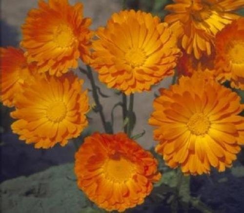 Orange Calendulacalendula Ball 50 graines
