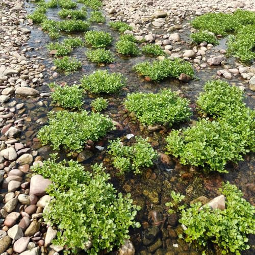 semi biologici di crescione, decorative resistenti giardino 90pcs